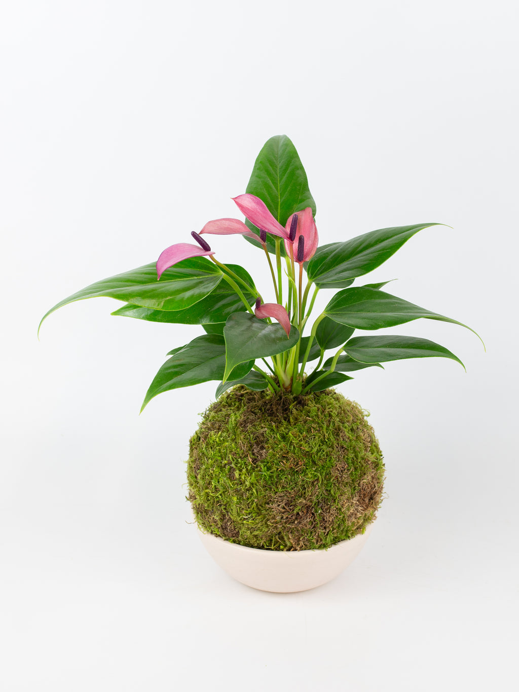 kokedama anthurium Anthurium 'Zizou' Kokedama (苔玉) – ARIUM BOTANICALS
