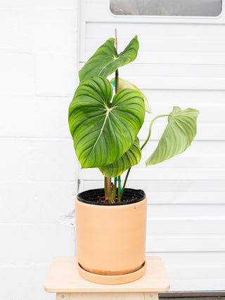 Philodendron pastazanum