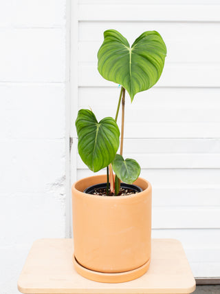 Philodendron pastazanum
