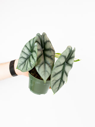 Alocasia 'Silver Dragon'