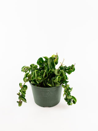 Hoya carnosa compacta