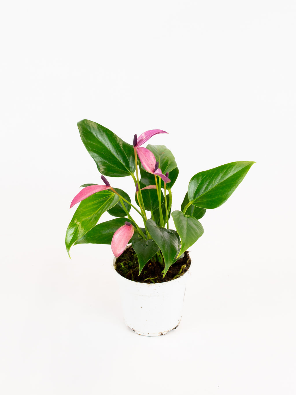 anthurium zizou pink Anthurium 'Zizou'