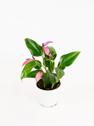 Anthurium 'Zizou'