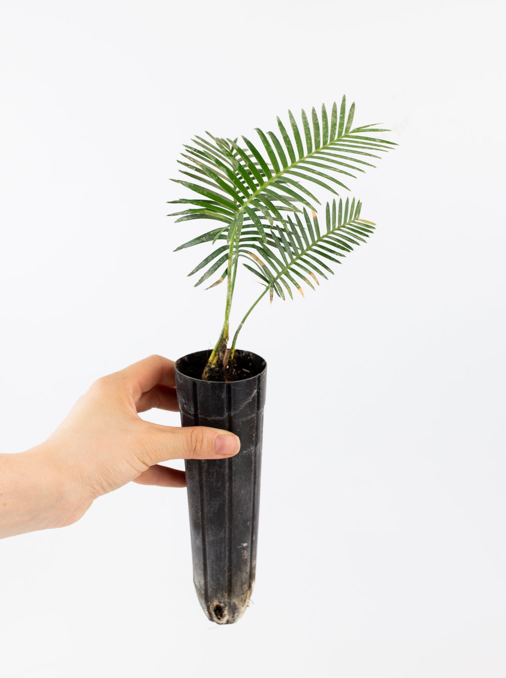palma sola plant sale Dioon edule 'palma sola' – ARIUM BOTANICALS