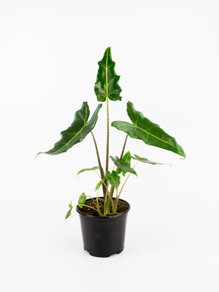 Alocasia 'Sarian'