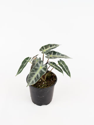Alocasia "Bambino"