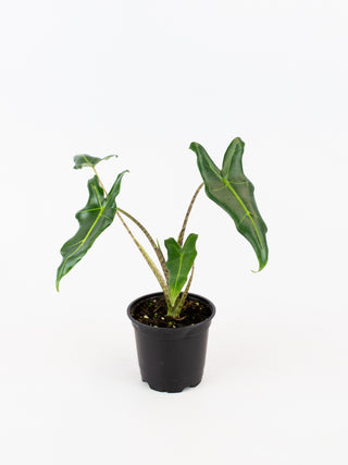 Alocasia 'Sarian'