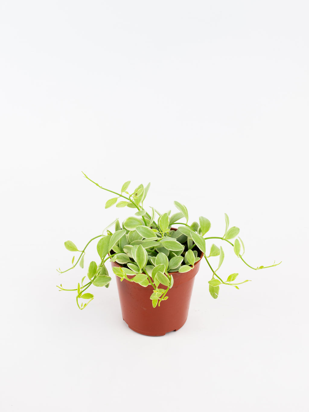 Dischidia oiantha variegata