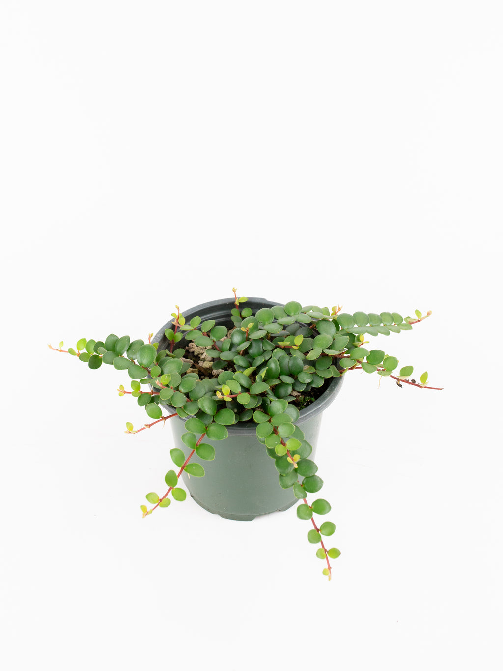 medinilla succulents Medinilla sedifolia – ARIUM BOTANICALS