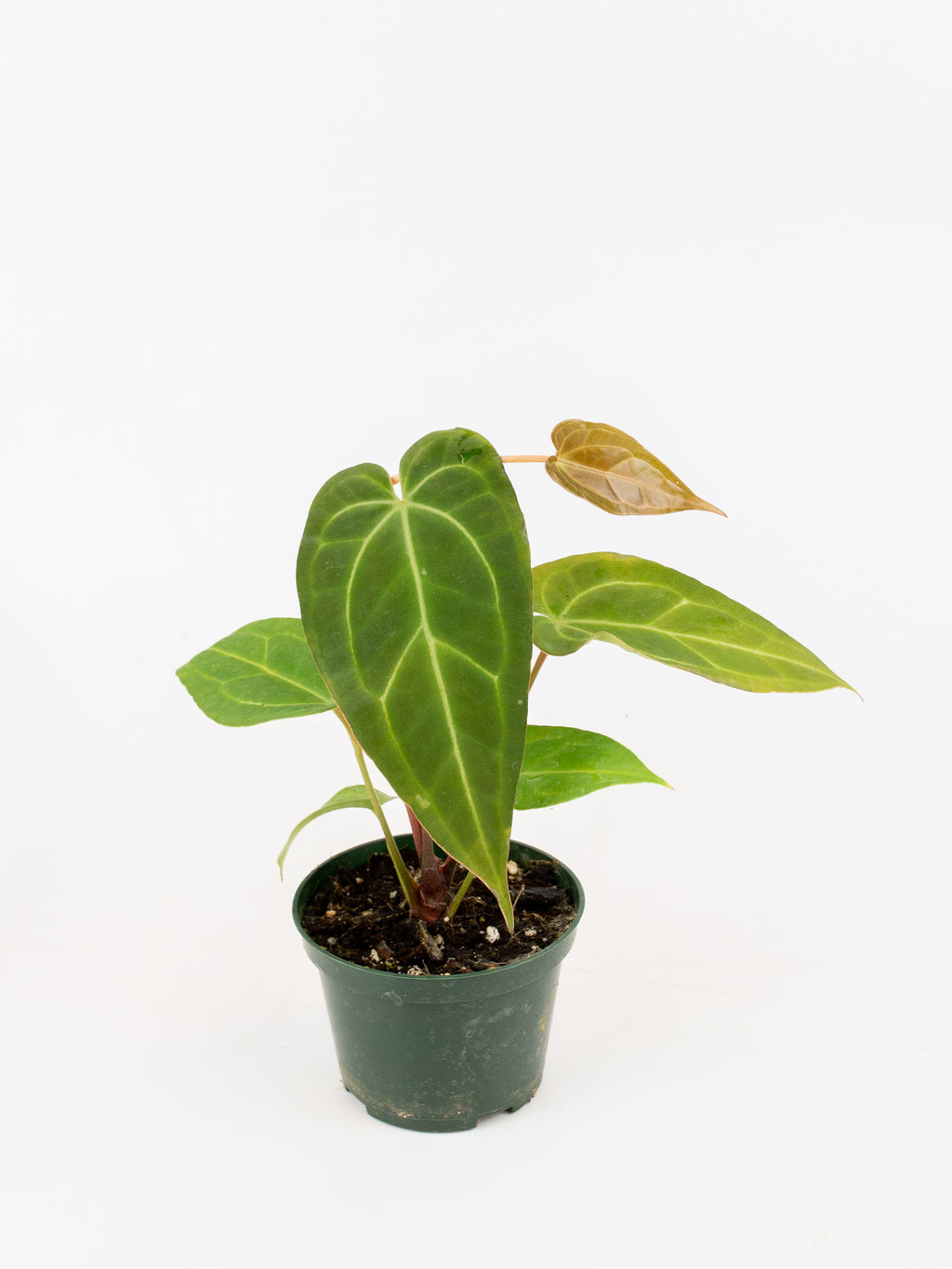 Anthurium (magnificum x papillilaminum) x regale – ARIUM BOTANICALS