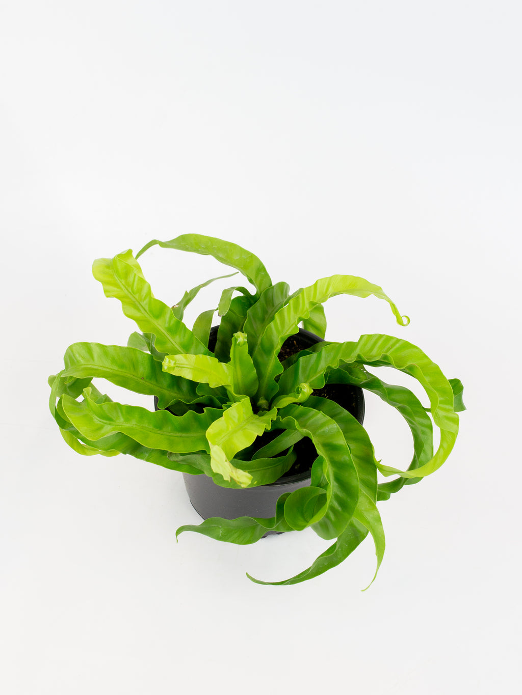 birds nest hurricane fern Asplenium antiquum 'Hurricane' – ARIUM BOTANICALS