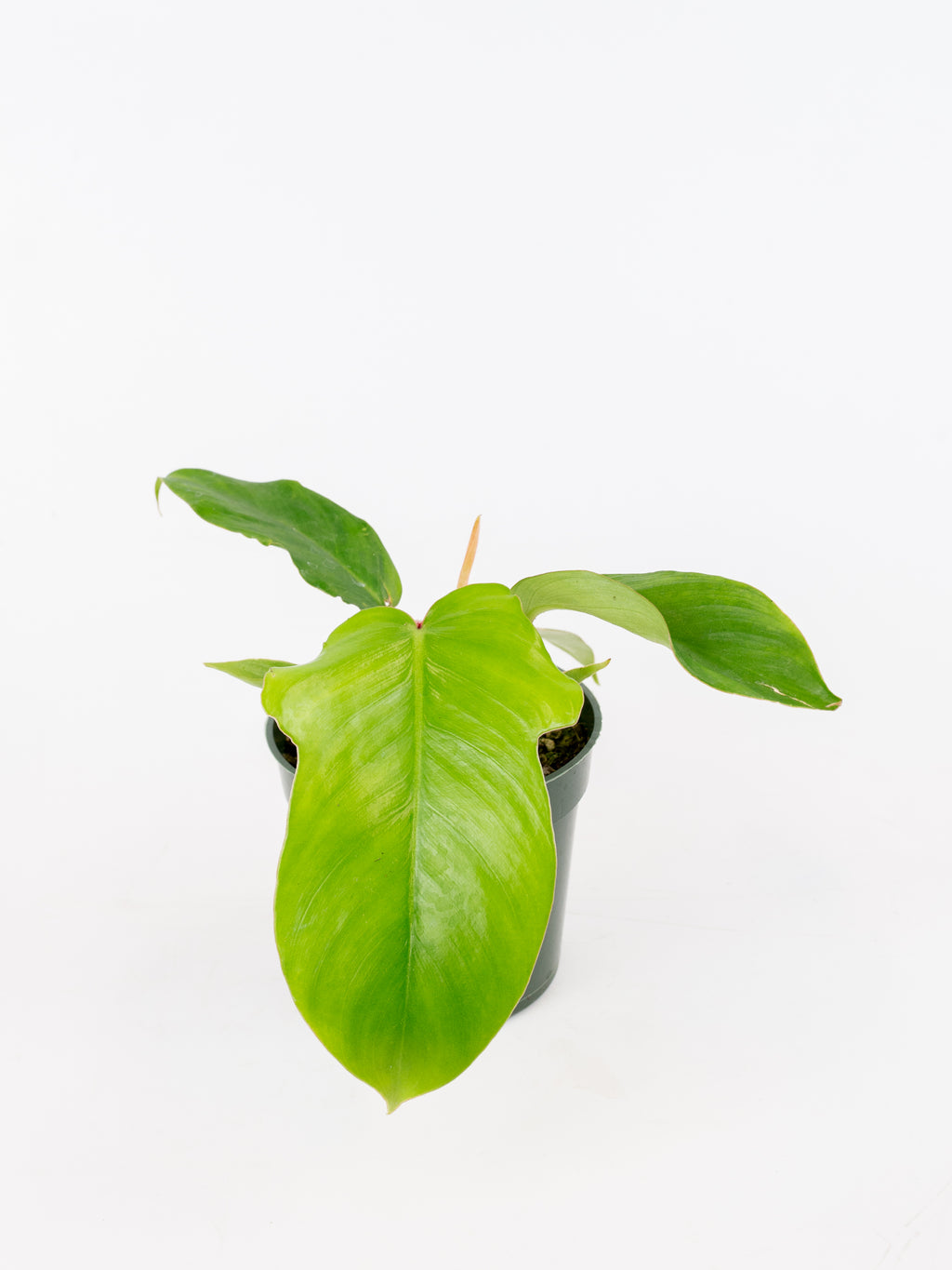 fake planter Tabletop Artificial Green Grass Plants in 10 Inch White Wood Rectangular Plant Pot main image 1
