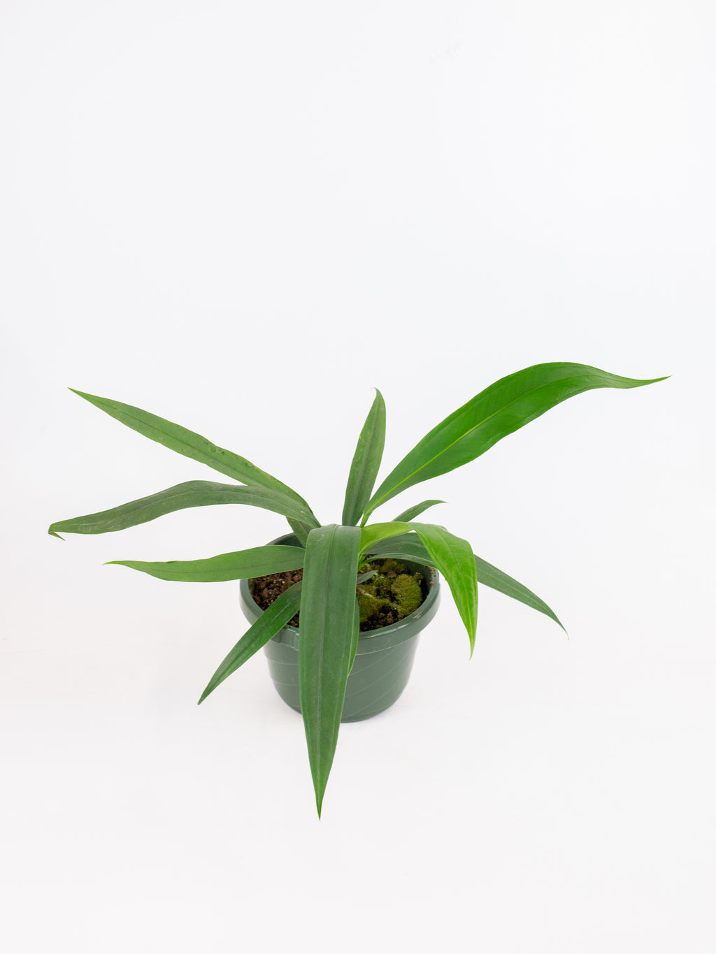 anthurium bakeri common name Anthurium bakeri – ARIUM BOTANICALS