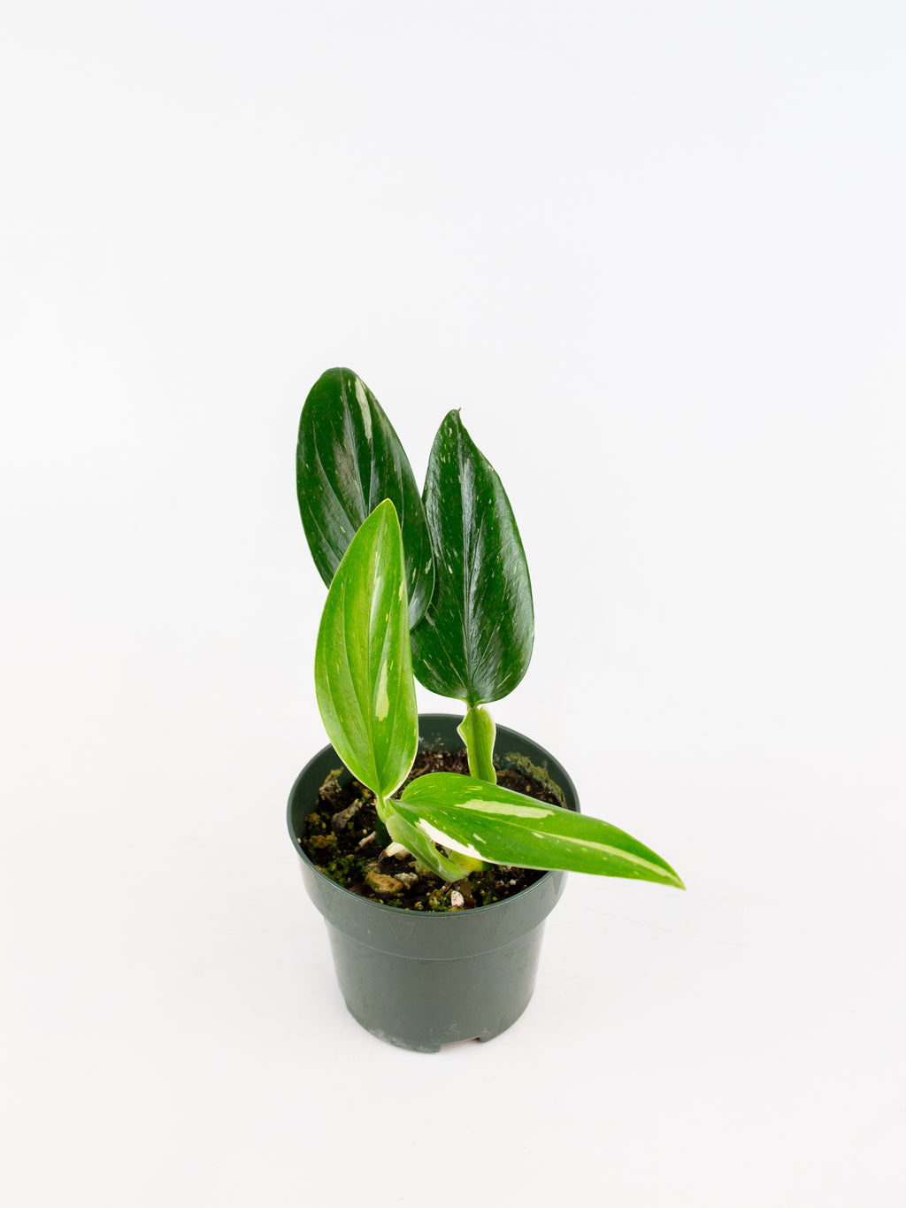 Monstera standleyana – ARIUM BOTANICALS