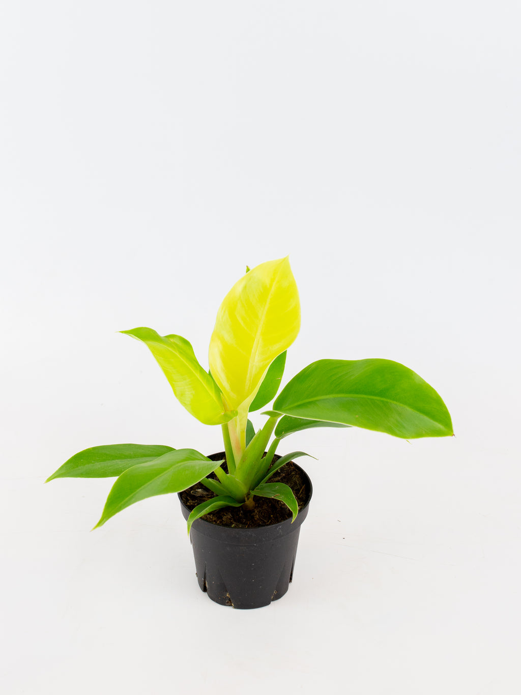 philodendron moonlight vs lemon lime Philodendron 'Moonlight' – ARIUM BOTANICALS