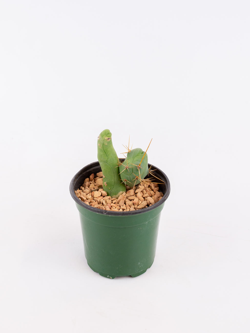 bridgesii cactus Trichocereus bridgesii forma monstrose inermis – ARIUM BOTANICALS