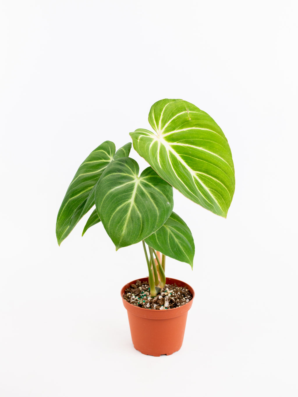Philodendron gloriosum 'zebra' – ARIUM BOTANICALS