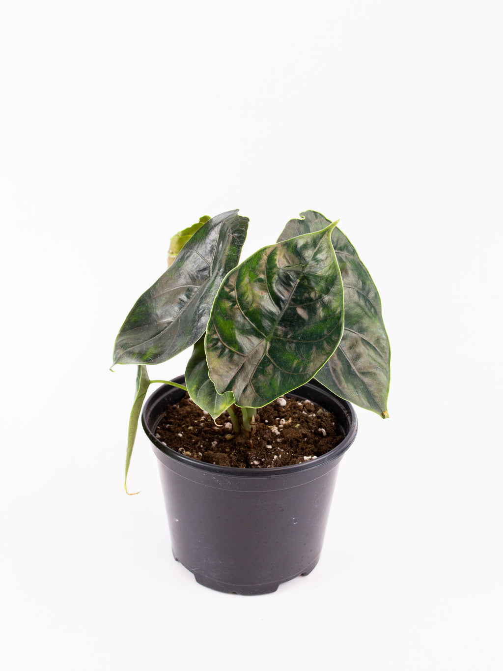 Alocasia azlanii – ARIUM BOTANICALS
