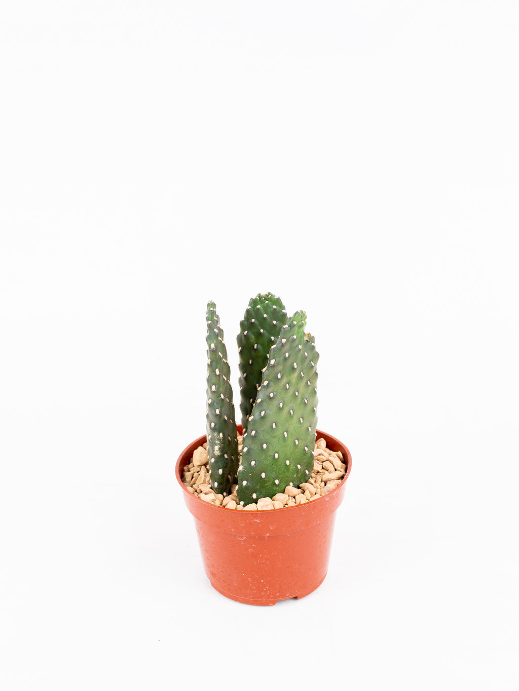 roadkill cactus Consolea rubescens “Roadkill” – ARIUM BOTANICALS