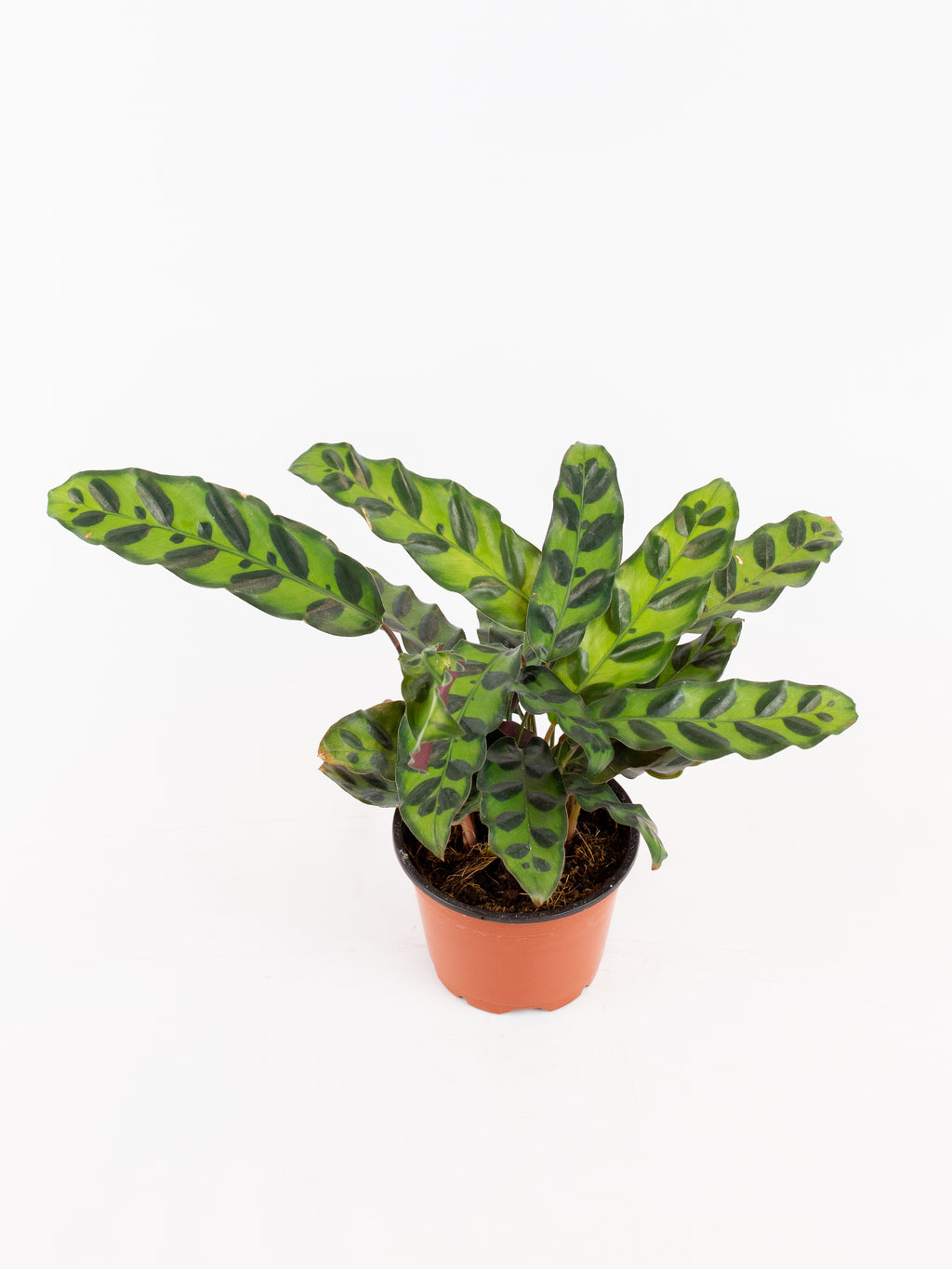 Calathea lancifolia – ARIUM BOTANICALS