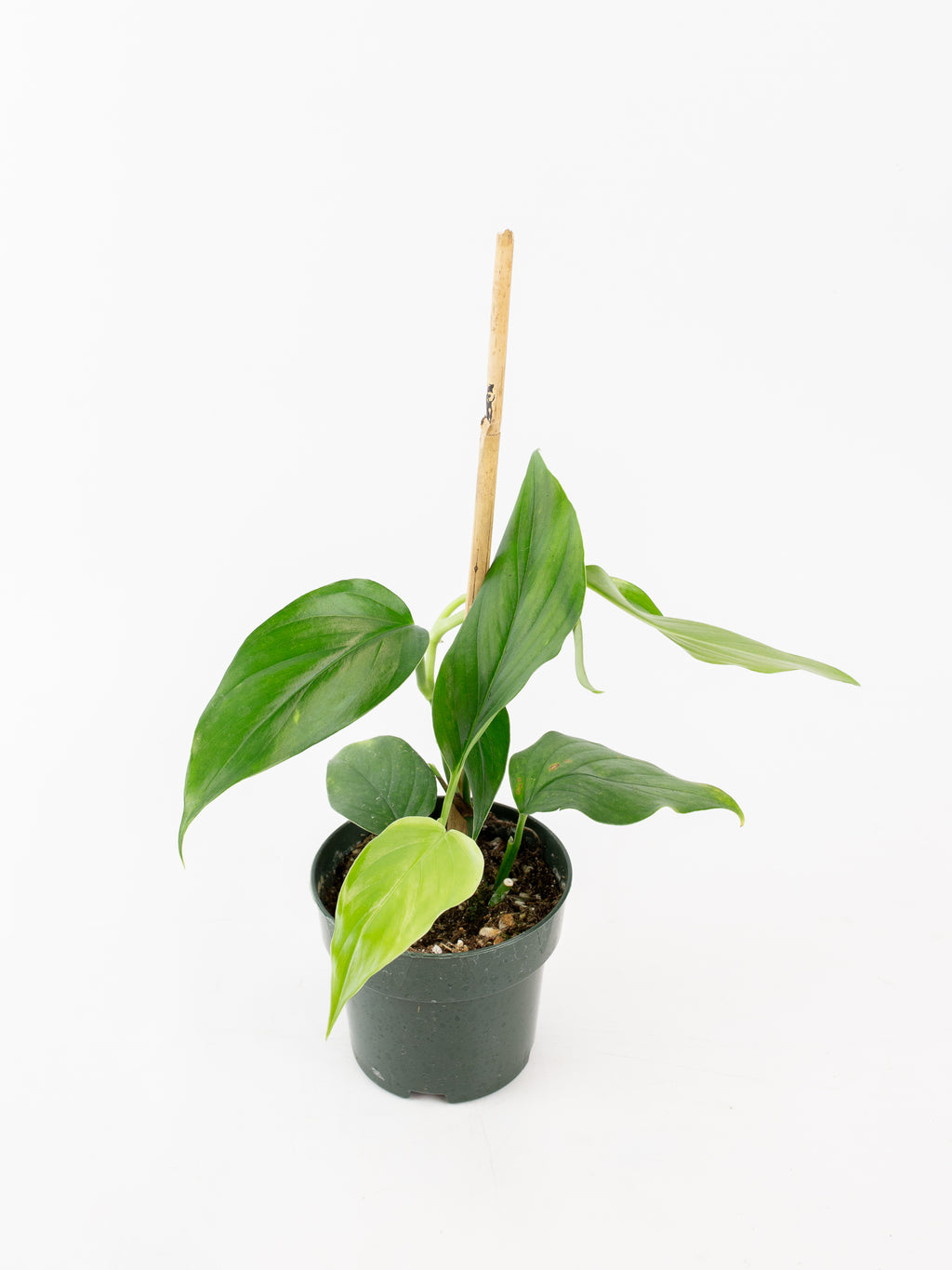 monstera acacoyaguensis Monstera acacoyaguensis – ARIUM BOTANICALS