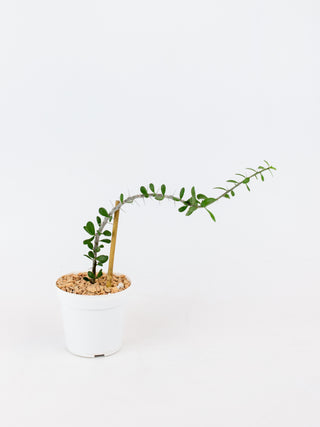 Alluaudia humbertii