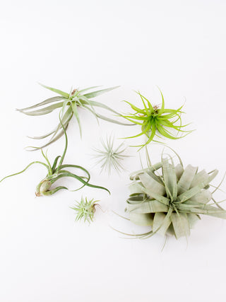 Assorted Tillandsia 'Air Plants'