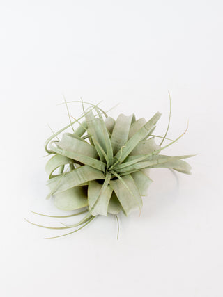 Assorted Tillandsia 'Air Plants'
