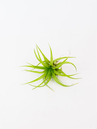 Assorted Tillandsia 'Air Plants'