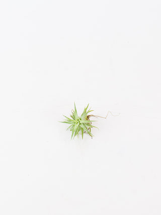 Assorted Tillandsia 'Air Plants'
