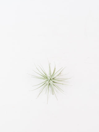 Assorted Tillandsia 'Air Plants'