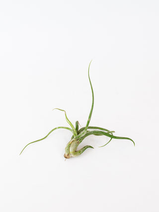 Assorted Tillandsia 'Air Plants'