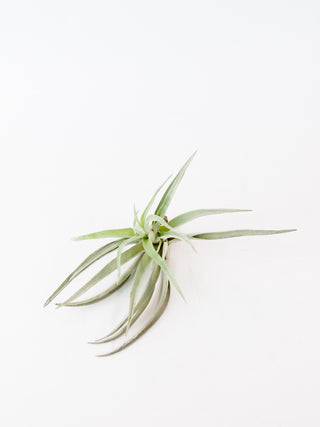 Assorted Tillandsia 'Air Plants'