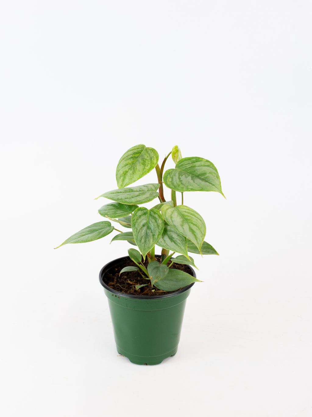 Philodendron 'sodiroi'