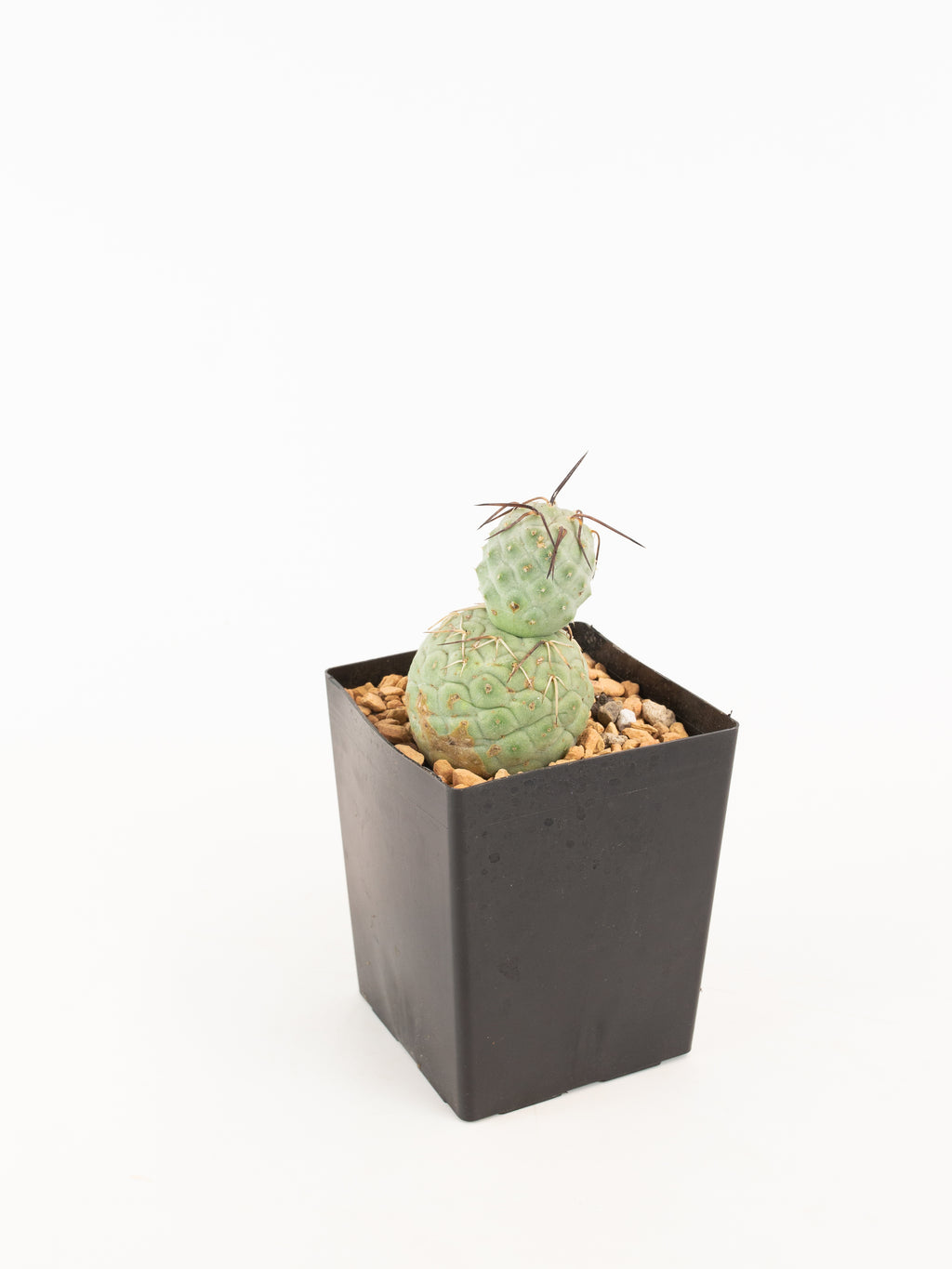 Tephrocactus geometricus – ARIUM BOTANICALS
