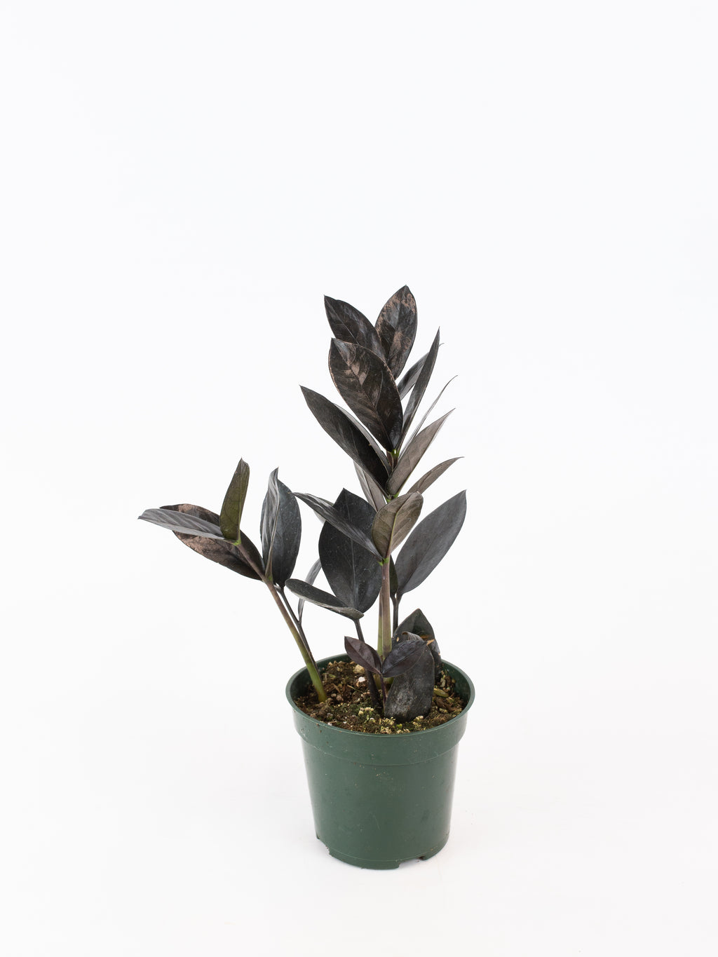 oscura zz plant Zamioculcas zamiifolia 'ZZ Oscura'