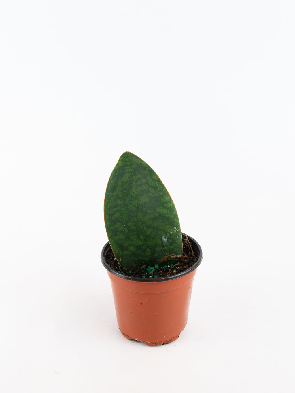 masoniana snake plant Dracaena masoniana – ARIUM BOTANICALS