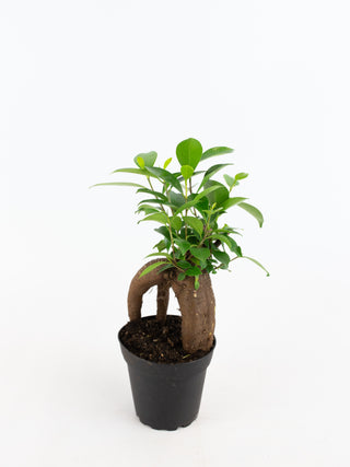 Ficus microcarpa