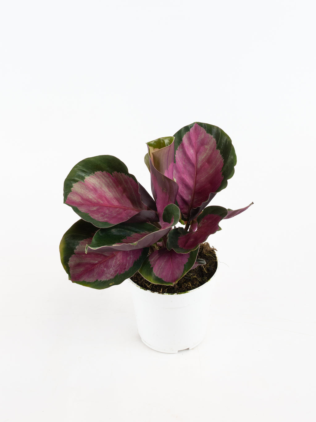 Calathea 'Rosy' – ARIUM BOTANICALS