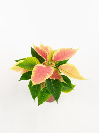 Euphorbia pulcherrima 'Poinsettia'