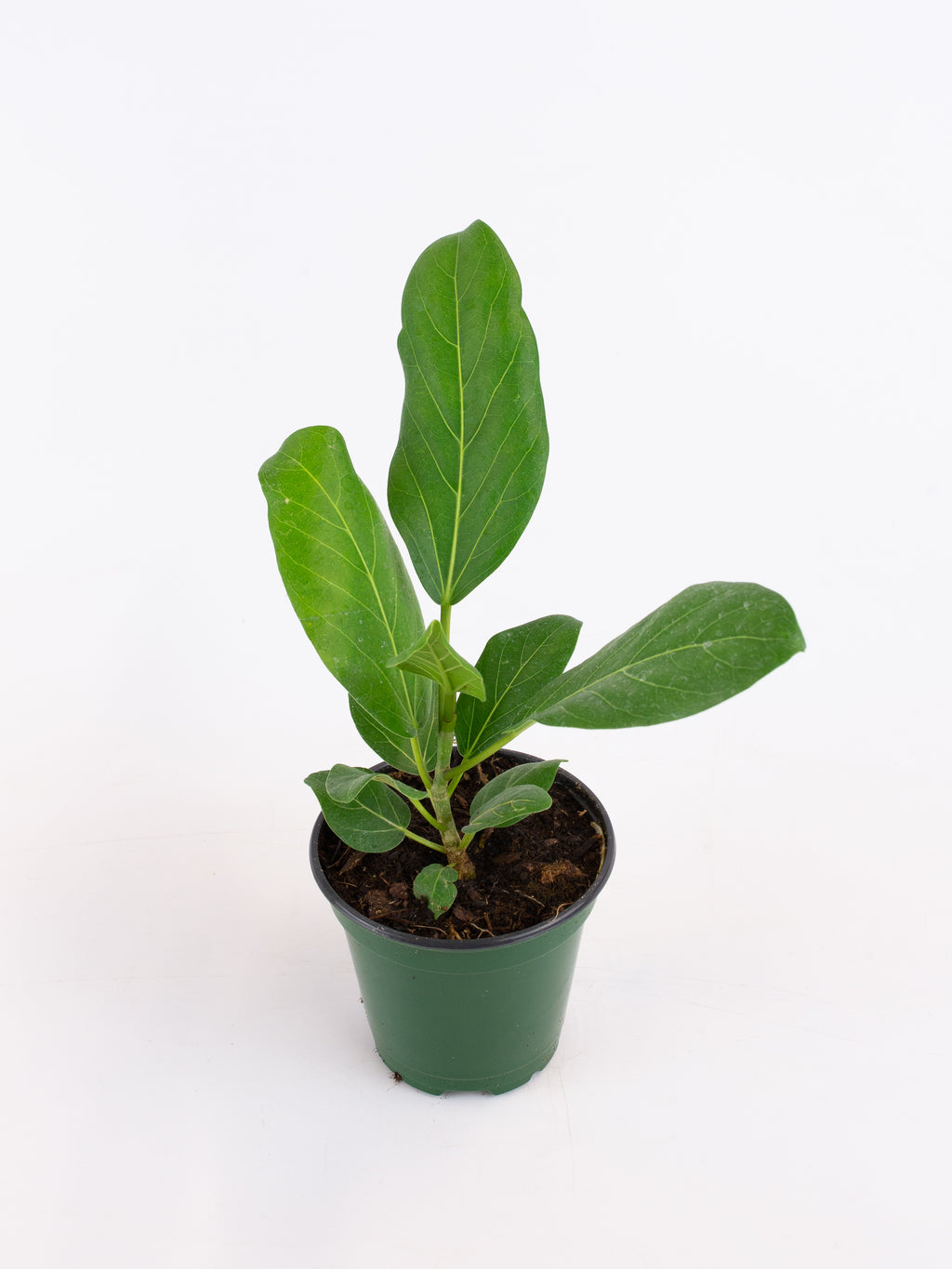 audrey ficus split Ficus 'Audrey' – ARIUM BOTANICALS