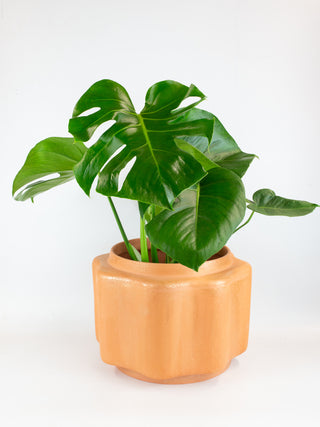 Peaches - Large Shimmering Terra Planter