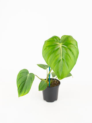 Philodendron pastazanum