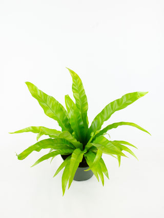 Asplenium nidus 'Antiquum'