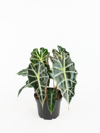 Alocasia 'Polly'