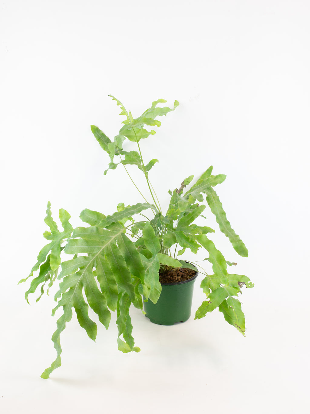 blue star fern candle Phlebodium aureum 'Blue Star Fern' – ARIUM BOTANICALS