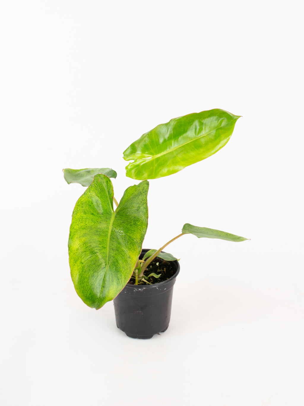Philodendron 'Paraiso Verde'  ARIUM BOTANICALS