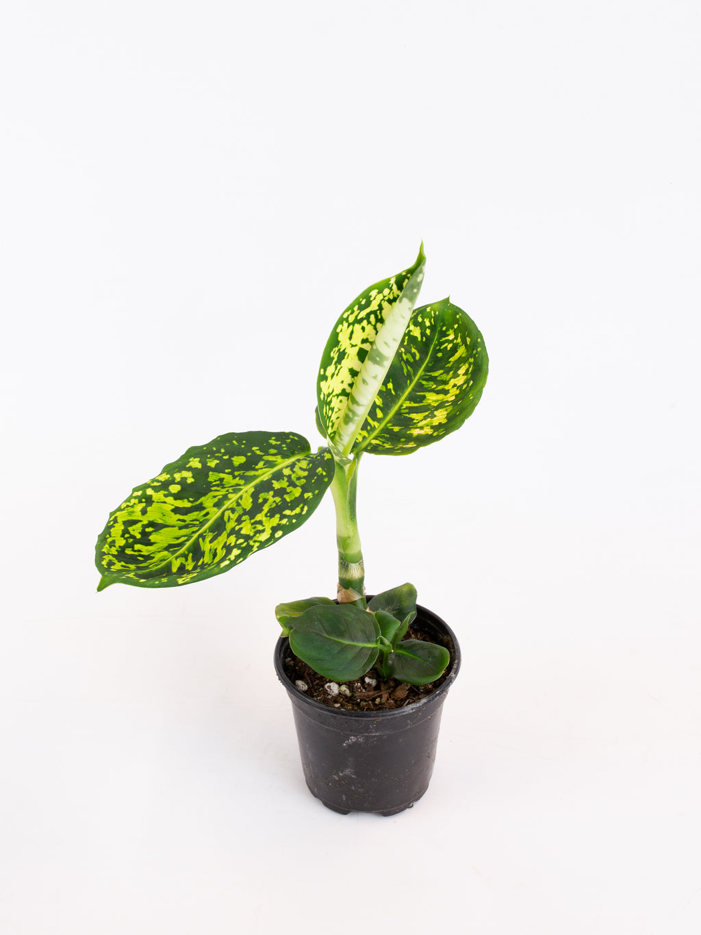 dieffenbachia seguine reflector Dieffenbachia 'Reflector' – ARIUM BOTANICALS