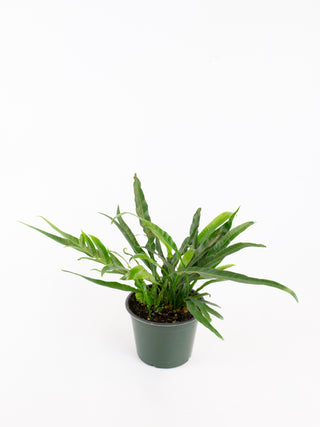Aglaomorpha coronans 'Snake Fern'