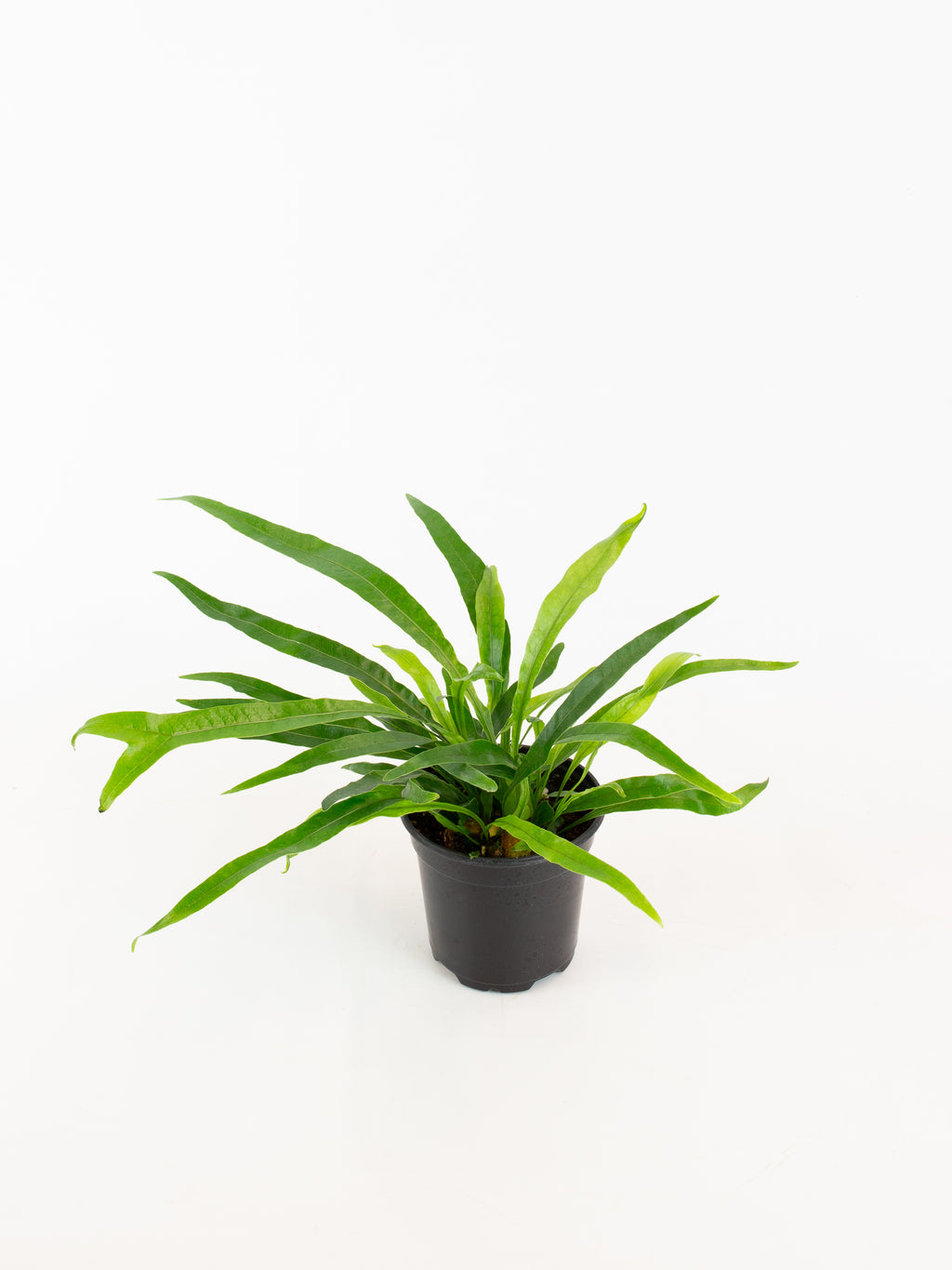 snake fern plant Aglaomorpha coronans 'Snake Fern'